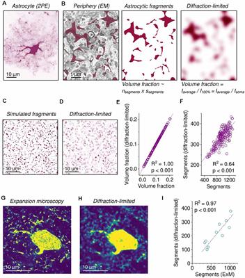 Heterogeneity and Development of Fine Astrocyte Morphology Captured by Diffraction-Limited Microscopy